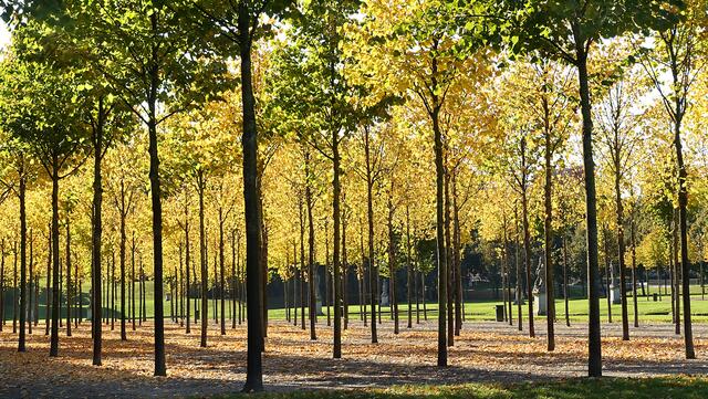 Die Linden beginnen sich rot und gelb zu färben, das Herbstlicht taucht alles in dieses ganz besondere goldene Leuchten. Foto: Helmut Kuzina