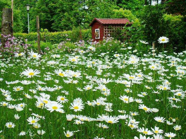 Blumenwiese