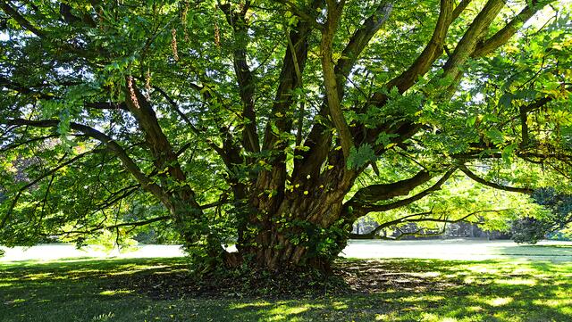Im Südosten des Schlossgartens liegt der Grünhausgarten, der vom Gartenbauarchitekten Peter Joseph Lenné im englischen Stil angelegt wurde. Foto: Helmut Kuzina