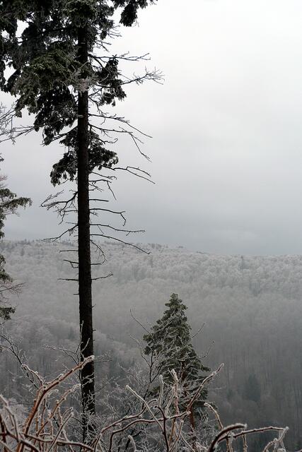 verschneiter Nationalpark Harz mit typischem Bewuchs