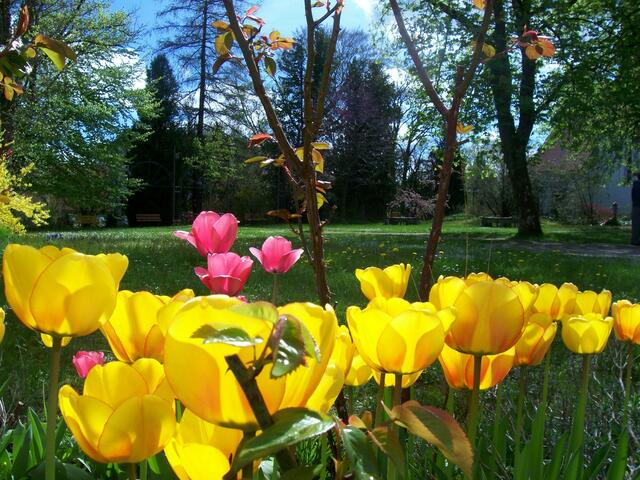 Leuchtende Tulpen im Monat Mai