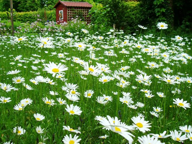 Blumenwiese in Sankt Ottilien