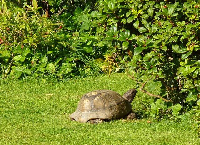 "Das ist meine Heimat" Schildi in ihrem Garten