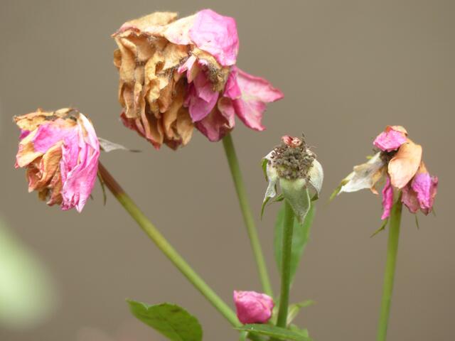 Tapfer haben die Rosen bis zum ersten Frost druchgehalten, doch nun noch Regen dazu ... eine vergängliche Pracht