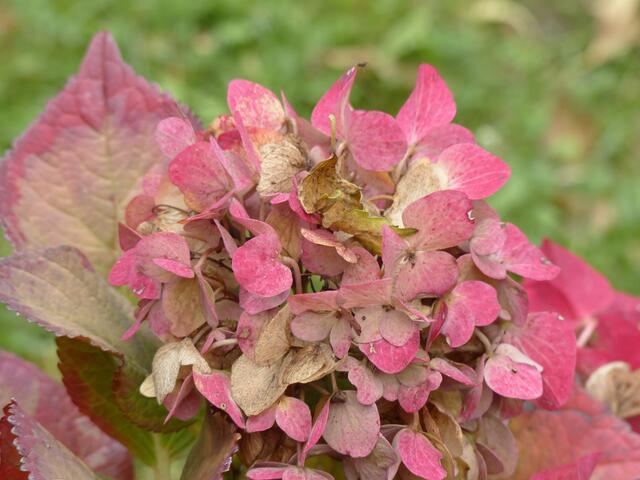 Die Hortenisie bekennt auch im Herbst Farbe