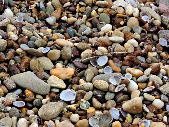 Steine und Muscheln !