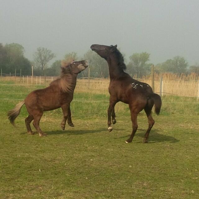 Sozialverhalten will gelernt sein!