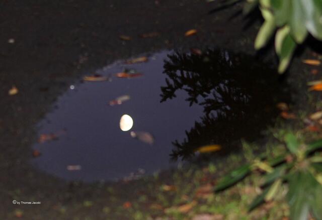 ...in einer Pfütze. :-)