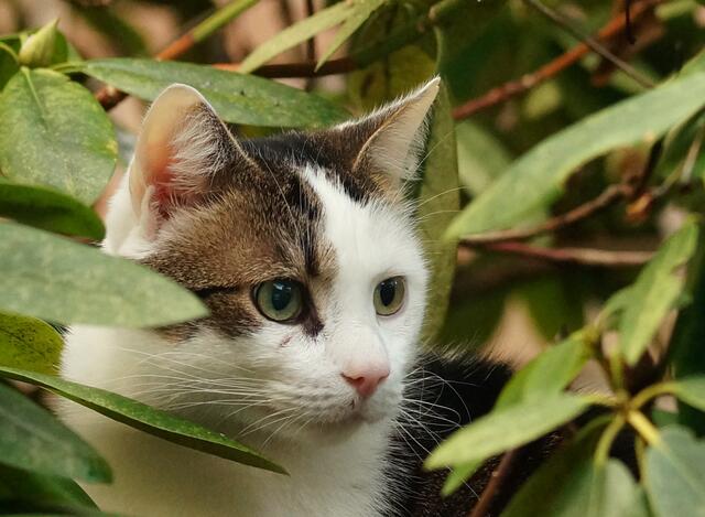 Nur ein kurzer Augenblick! Die Katze im Fokus der Kamera! (Im Vollbildmodus betrachten!) Doch wer oder was ist der Dritte... unsichtbare... im Bild? Ich wünsche allen Myheimatlern und Lesern ein spannendes oder auch - ganz nach Lust und Laune - entspannendes Wochenende!