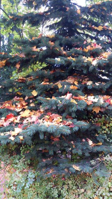 Ein Tannenlaubbaum. :-))