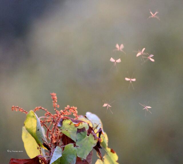 Selbst die Mücken tanzten wieder.