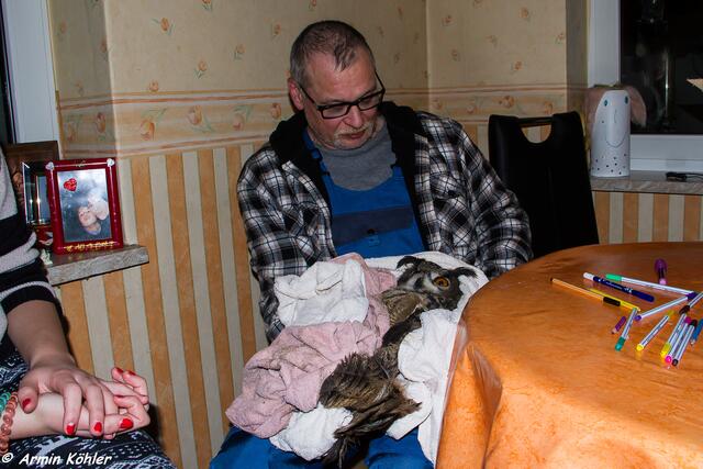 Gestern Abend brachten meine Nachbarn den geretteten Uhu zu mir nach Hause, um zu beraten, wohin man den Vogel zur Untersuchung geben konnte