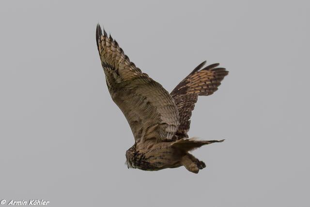 Schöner Vogel