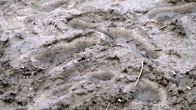 Keine Legionärsspuren