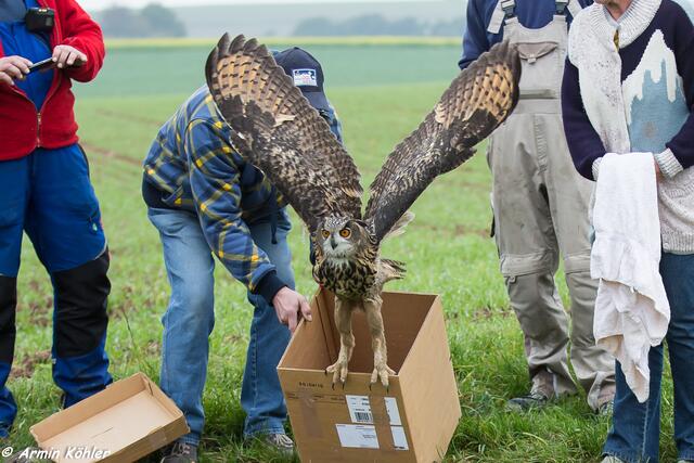 Schon beim starten, sah man dass der Vogel keine Schwierigkeiten hat zu fliegen