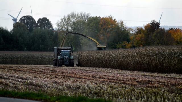 Wildschweine für Asterix & Obelix wären bestimmt genügend in den Maisfeldern