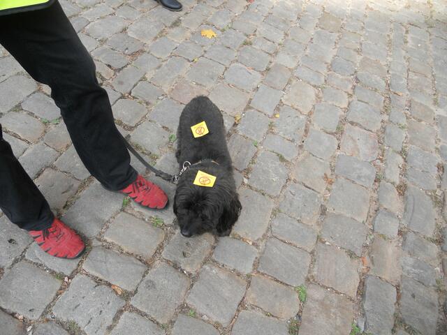 Diese Demo, eine tierisch gute Sache