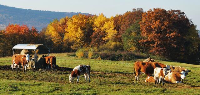 Hat sich der Wald der Tierfarbe angepasst?