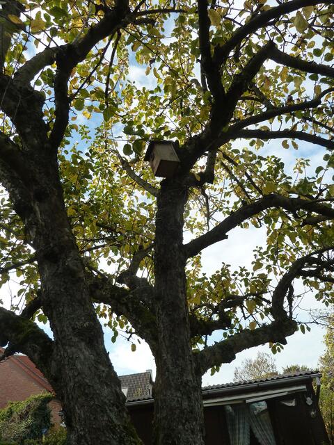 Auch die Vögel haben ein zu Hause.