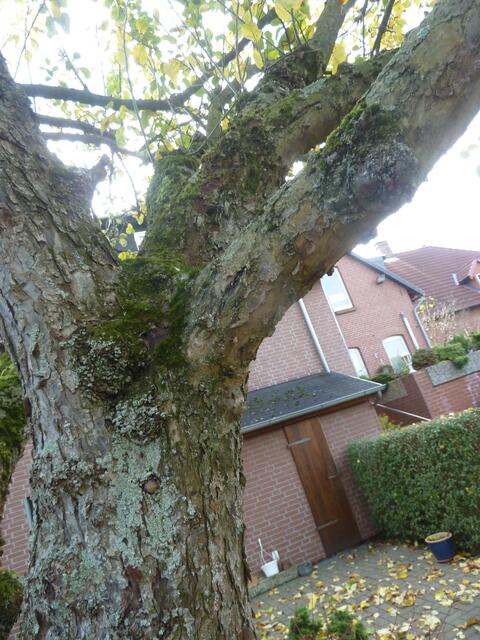 Doch wir hängen an unseren alten Baum.