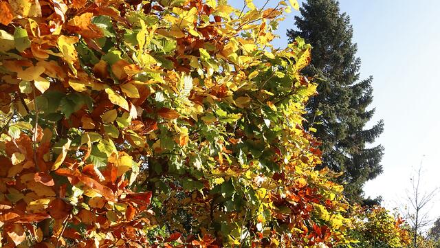 Das Buchenlaub reiht sich die Farbsymphonie des Herbstes ein. Foto: Helmut Kuzina