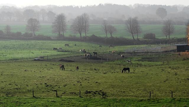 Hecken und Baumreihen durchziehen die Weideflächen im Binnenland. Foto: Helmut Kuzina