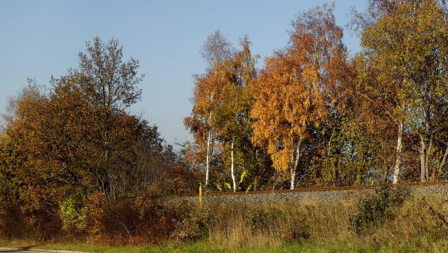 Birkenreihen umrahmen Straßen und Wege. Foto: Helmut Kuzina