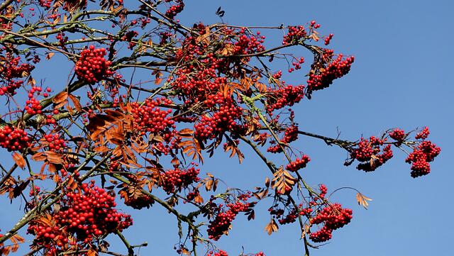 Die Früchte der Ebereschen stehen in harmonischem Kontrast zum norddeutschen Himmel. Foto: Helmut Kuzina