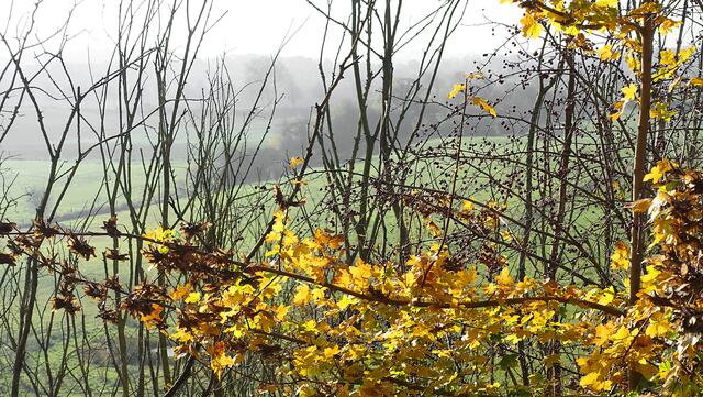 Ahornbäume tragen im Herbst zum Farbspektakel bei. Foto: Helmut Kuzina