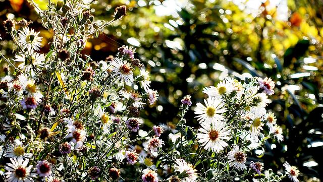 Noch blühen hier und dort am Wegesrand kleine Herbstastern. Foto: Helmut Kuzina