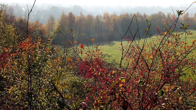 Die Farbenpracht besteht in der Hügellandschaft nördlich von Kiel mehrere Wochen. Foto: Helmut Kuzina