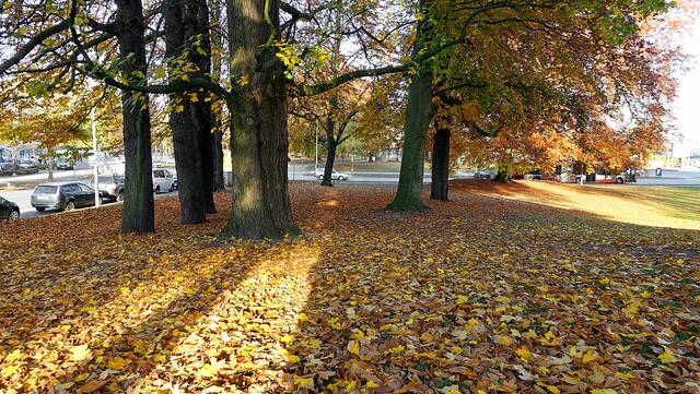 Die tiefstehende Herbstsonne sorgt im Schlossgarten für ein angenehm weiches Licht und kräftige Farben. Foto: Helmut Kuzina