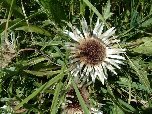 Silberdistel