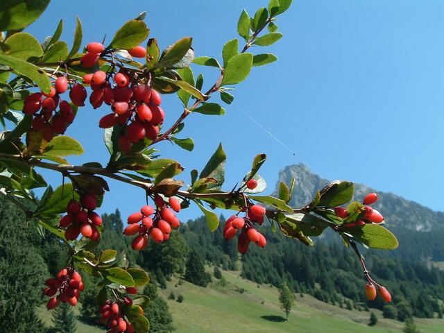 Im Hintergrund der Gimpel