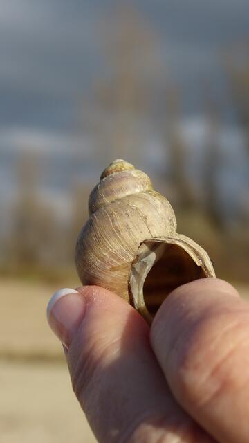 Eine Kegelschnecke aus dem Rhein !