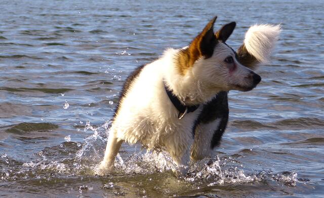Unerwarteter Badespaß für Emma im Rhein.