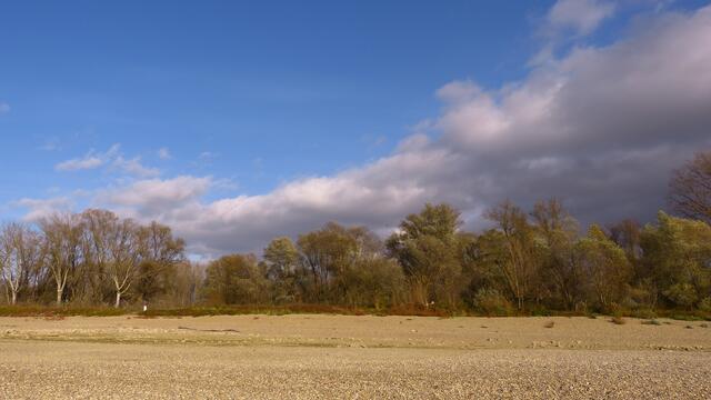 Nicht Afrika,sondern eine Sandbank am Rhein !