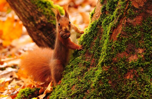 Eichhörnchen im Herbst