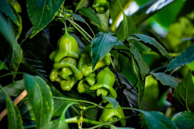 Chili - Ausstellung im Berggarten Hannover
