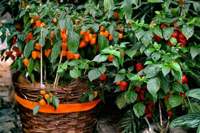 Chili - Ausstellung im Berggarten Hannover
