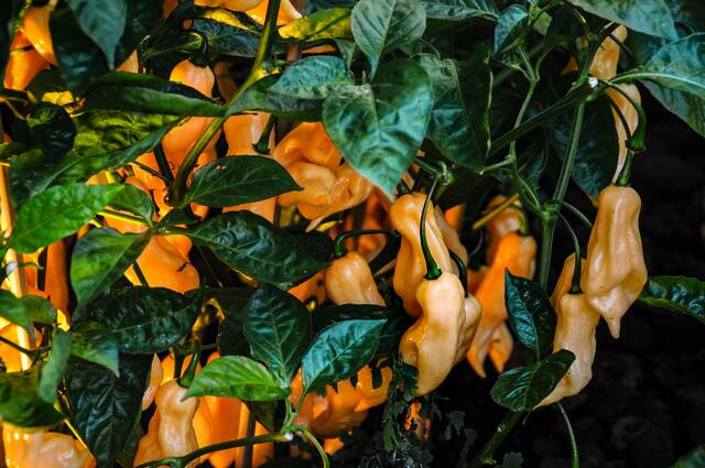 Chili - Ausstellung im Berggarten Hannover