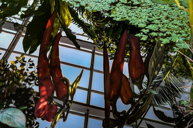 Chili - Ausstellung im Berggarten Hannover - ein Blick unter Wasser