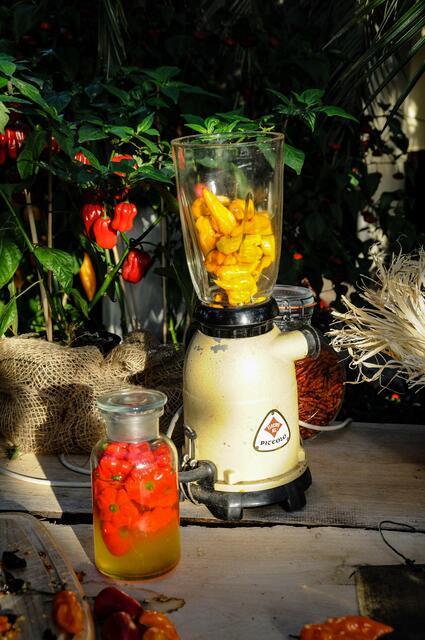 Chili - Ausstellung im Berggarten Hannover