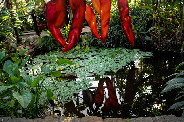 Chili - Ausstellung im Berggarten Hannover