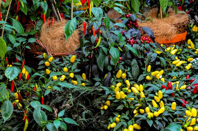 Chili - Ausstellung im Berggarten Hannover