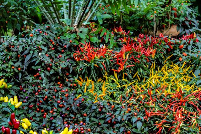 Chili - Ausstellung im Berggarten Hannover