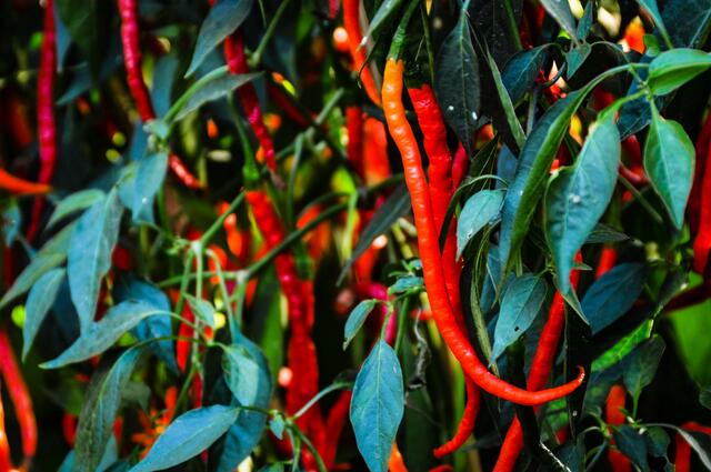 Chili - Ausstellung im Berggarten Hannover