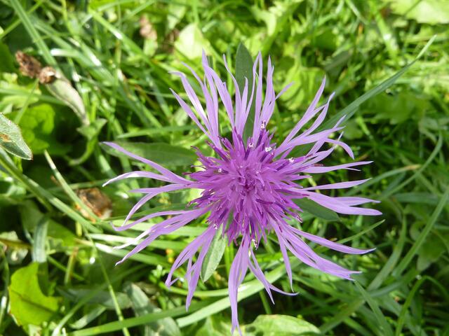 Wieder eine schöne Blume