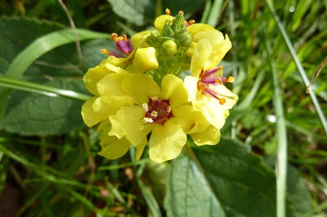 Eine aparte Blume am Wegesrand