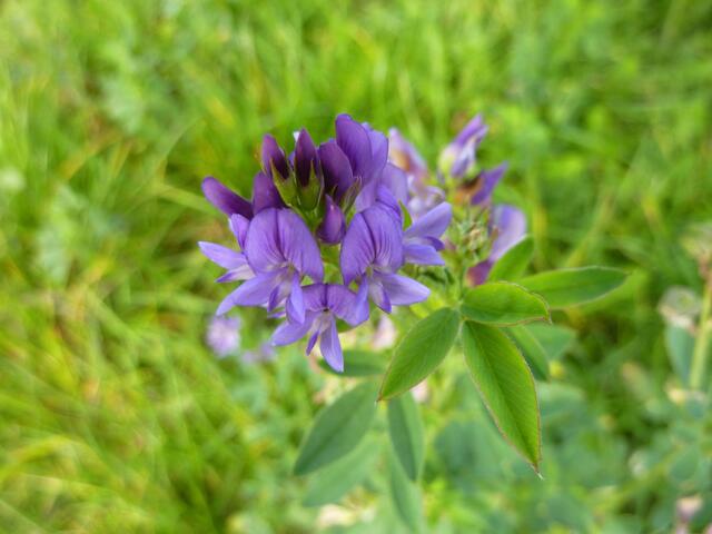 Es gab hier eine riesige Wiese, auf der nur diese Blumen in verschiedenen Blauschattierungen wuchsen.